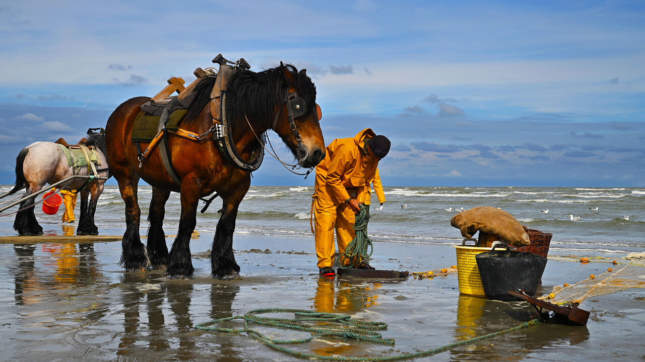 Les pêcheurs relèvent les nasses