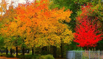 Couleurs d'automne au centre ville