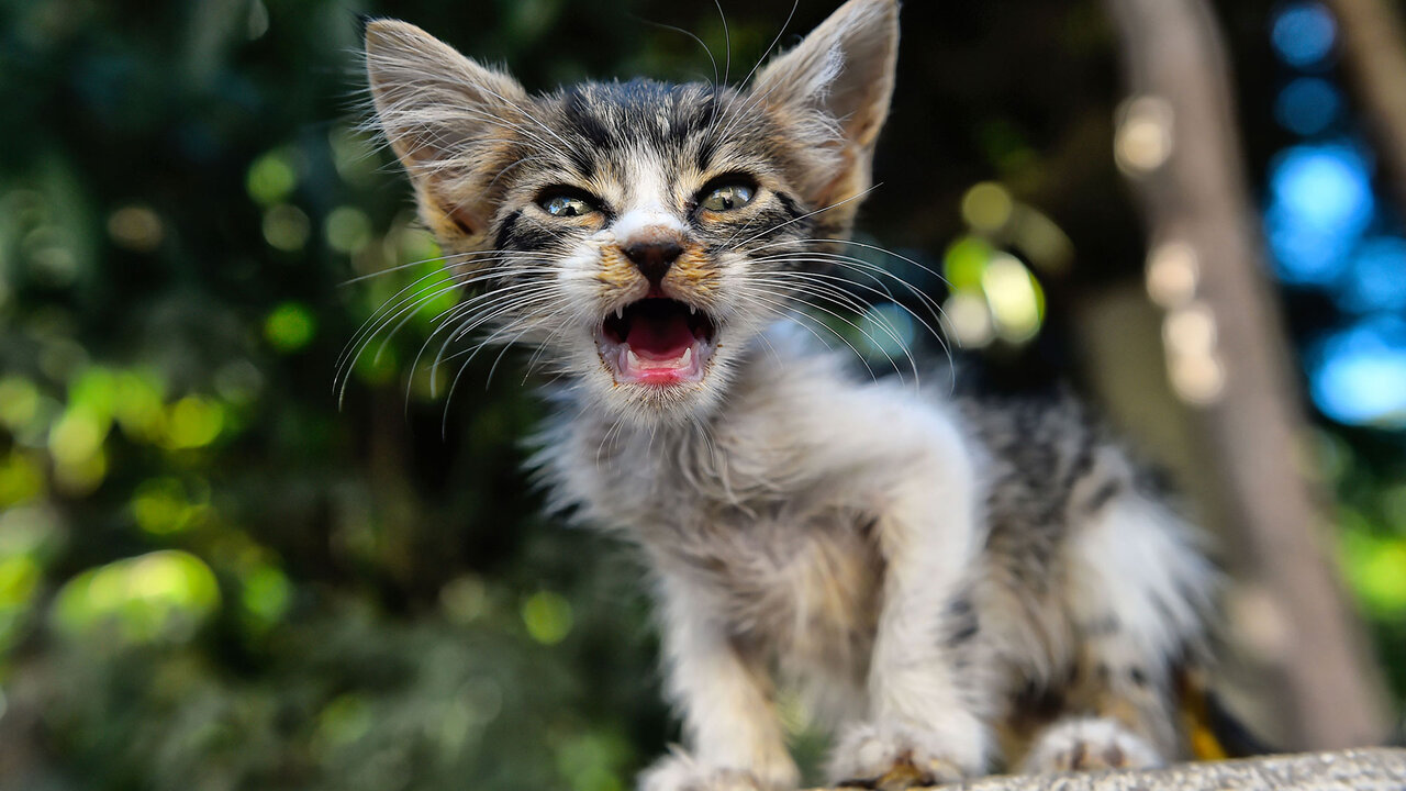 Un chat de Port-Saïd