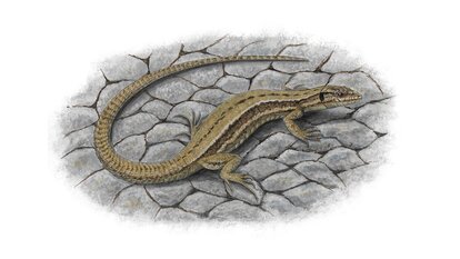 Lézard des murailles (Podarcis muralis)