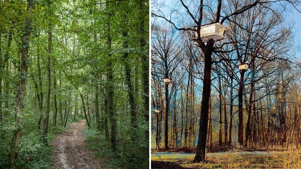 L’œuvre de Kawamata (en esquisse à droite) s'exposera tout au long d'un parcours au cœur du bois.