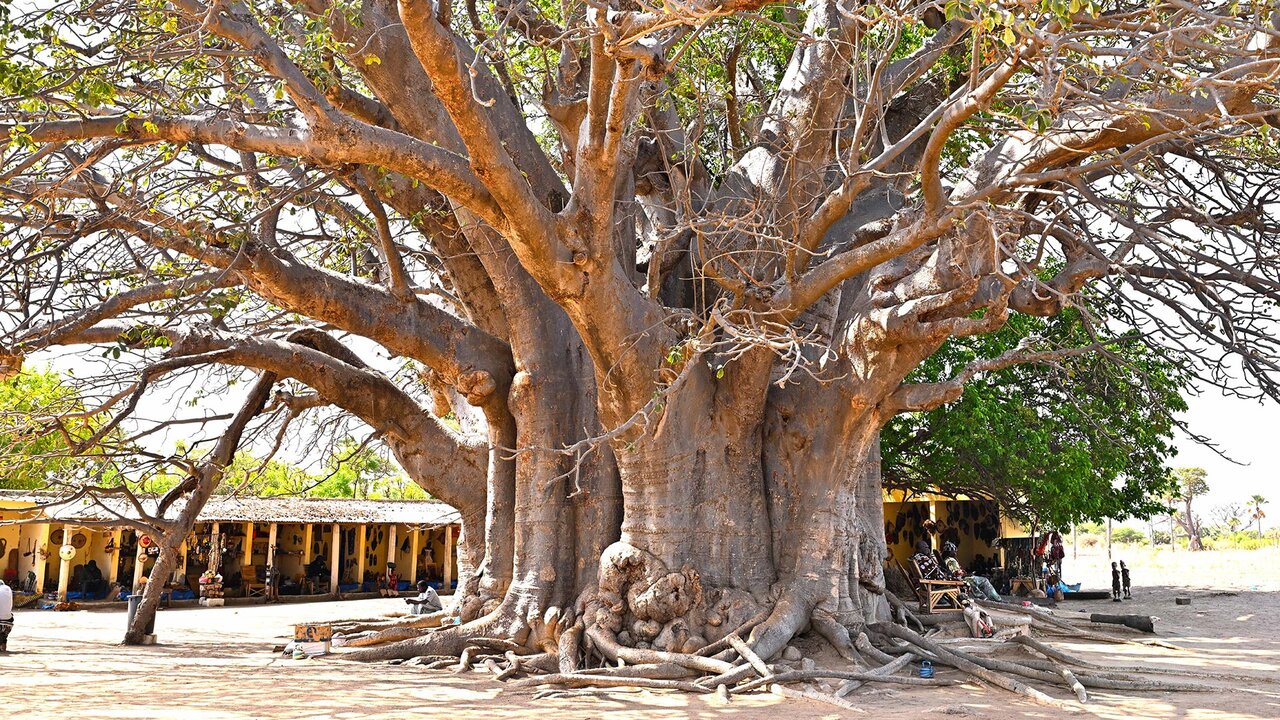 Le baobab sacré de Faidal, le plus gros arbre du Sénégal