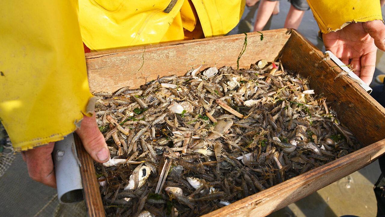 L’eau trop chaude éloigne les crevettes du rivage flamand