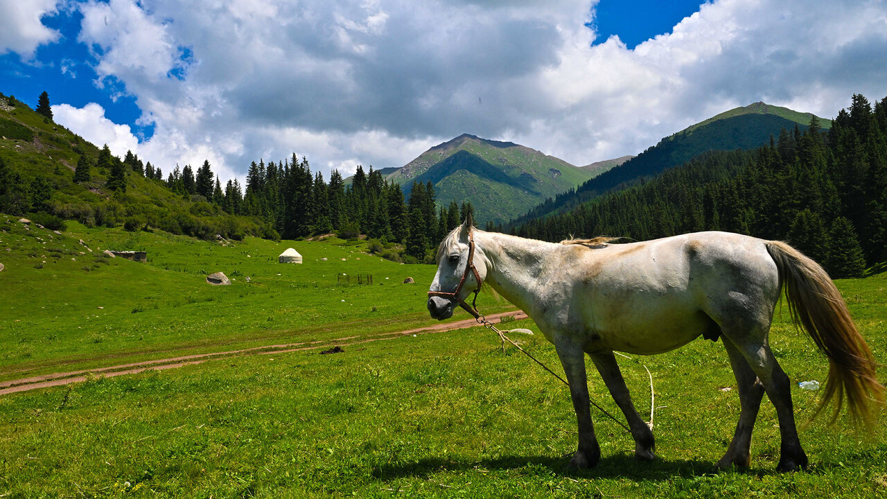 Cheval kirghize