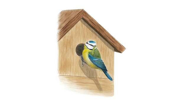 Mésange bleue (Cyanistes caeruleus)