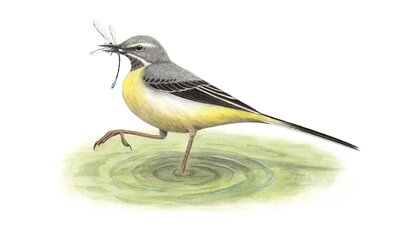 Bergeronnette des ruisseaux (Motacilla cinerea)