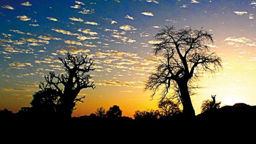 Baobab à Fatao.