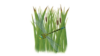 Aeschne bleue (Aeshna cyanea)