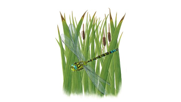 Aeschne bleue (Aeshna cyanea)