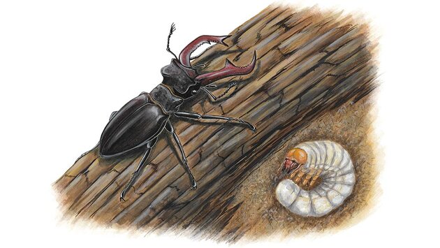 Lucane cerf-volant (Lucanus cervus)