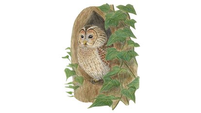 Chouette hulotte (Strix aluco)