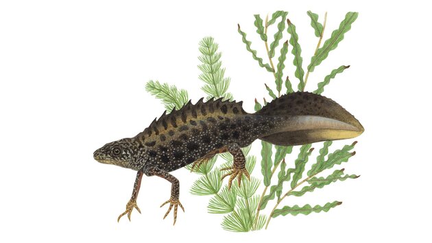 Triton crêté (Triturus cristatus)