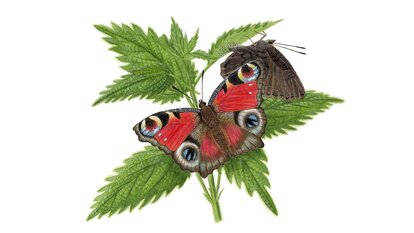 Paon du jour (Aglais io)