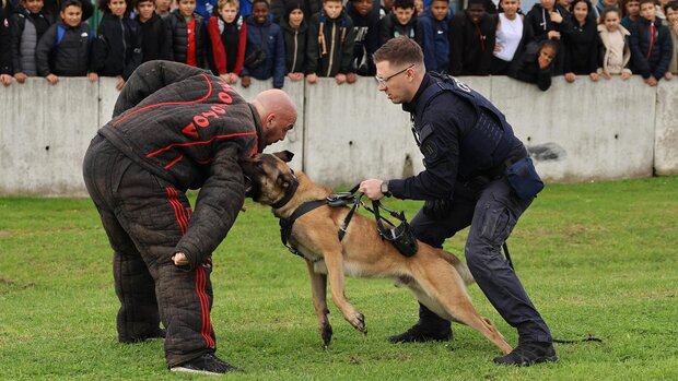 Démonstration de chien d'attaque